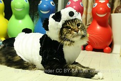 Cat in Panda Suit