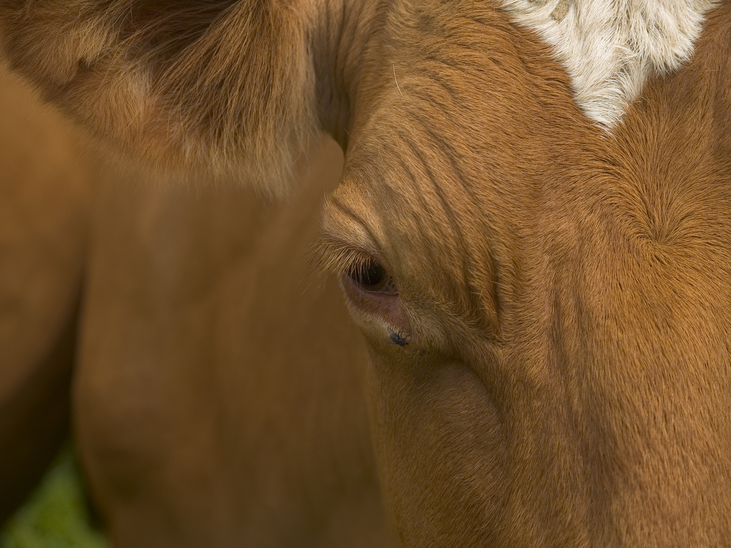 Cows head close up